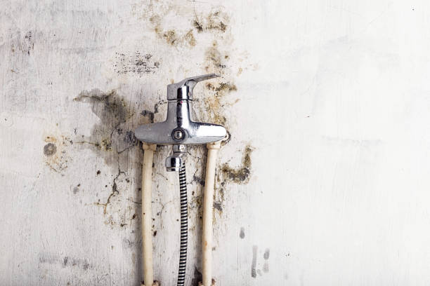 Best Mold Removal Company Near Me  in Greeneville, TN