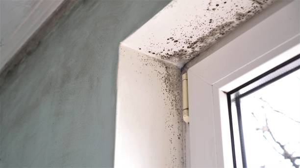 Best Certified Mold Removal  in Greeneville, TN