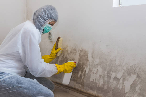 Best Local Mold Removal Service  in Greeneville, TN