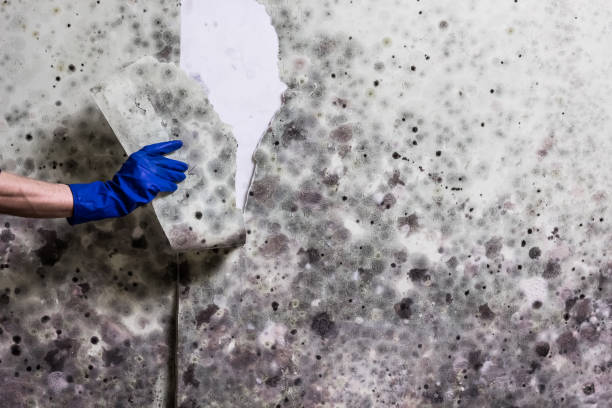 Best Mold Removal Specialists  in Greeneville, TN