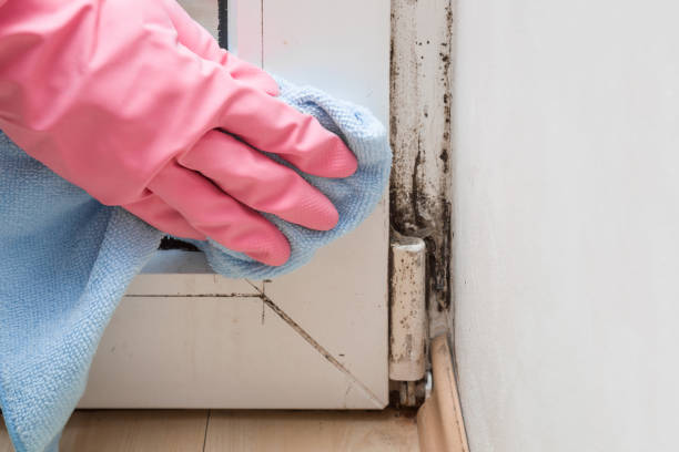 Best Mold Damage Repair  in Greeneville, TN