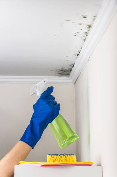 Best Mold Damage Repair  in Greeneville, TN