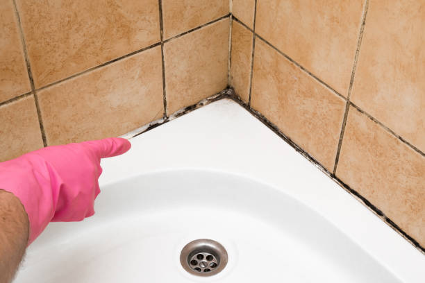 Best Commercial Mold Removal  in Greeneville, TN