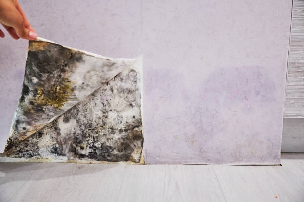 Best Mold Remediation Services  in Greeneville, TN